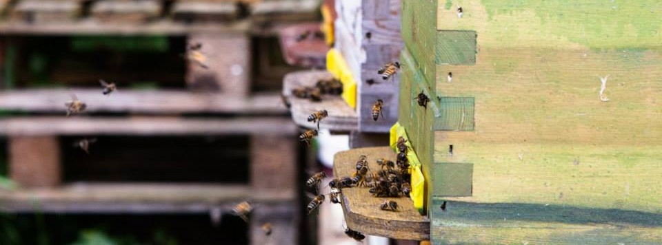 Découverte de l'apiculture