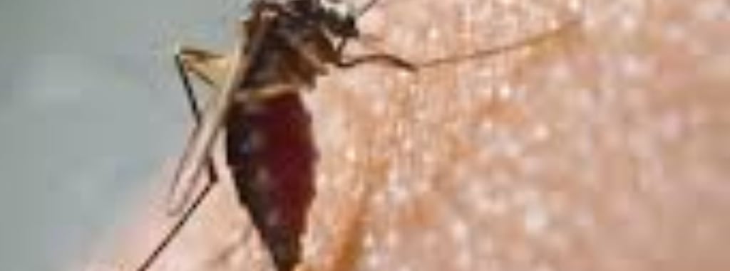 🔹 The Power of Fasting in Chikungunya Recovery 🦠⏳💪