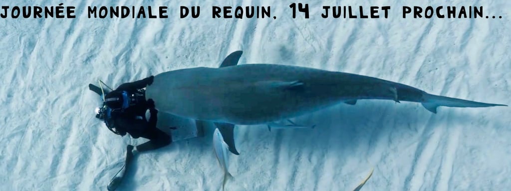 Steven surina agenouillé qui fait un câlin à un requin