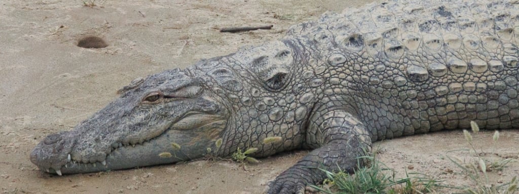 crocodilealong  mohana river
