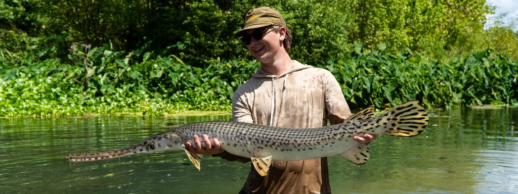 Longnose Gar