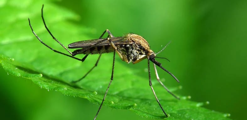 Mosquito Control for the Yard, Garden and Pond
