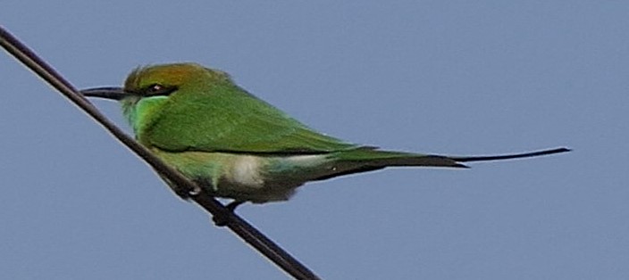 A green bee eater. A tiny bird that I photographed in Delhi.