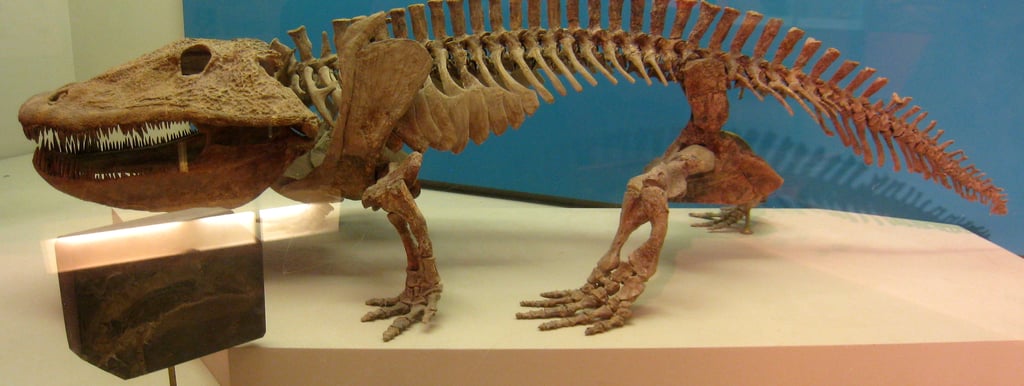 Eryops megacephalus National Museum of Natural History, Smithsonian Institution By Daderot Wikiped