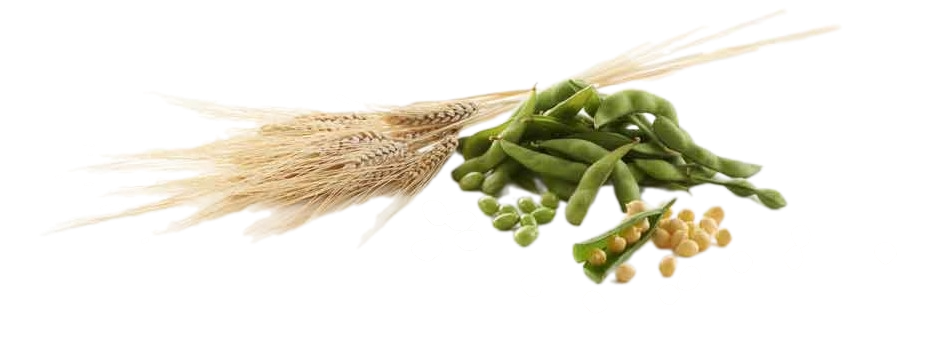 soy, pea, wheat