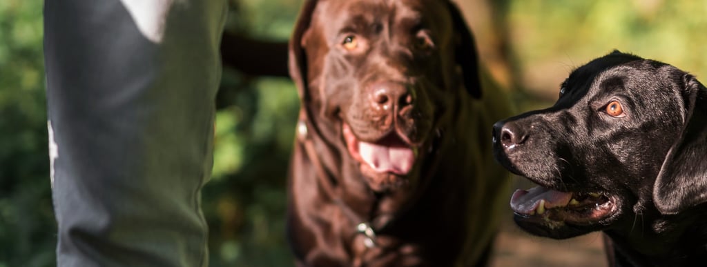 dog walking in Lynnwood washington seattle areas