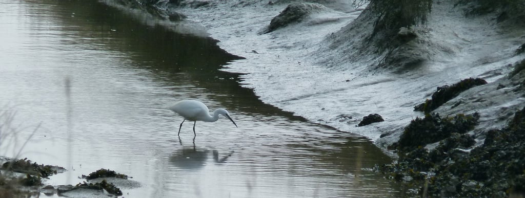 Aigrette garzette