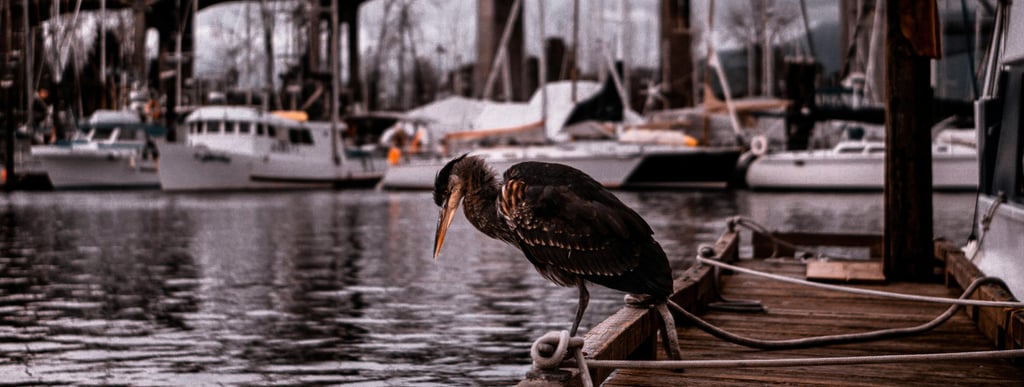 A heron perches on the edge of a wooden dock, gazing down at the water. Behind it, several boats are docked in a marina, with
