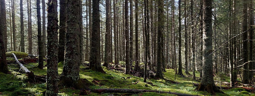 o scena de padure padurile romaniei drumetii montane