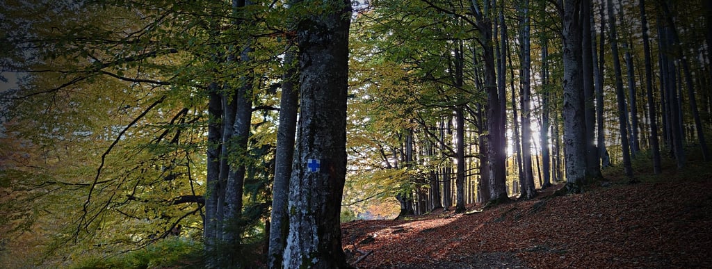 padure magnifica cu soare stralucind in toamna tarzie