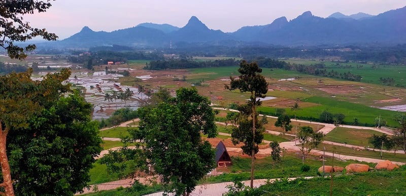 sawah produktif nuansa alam golden view