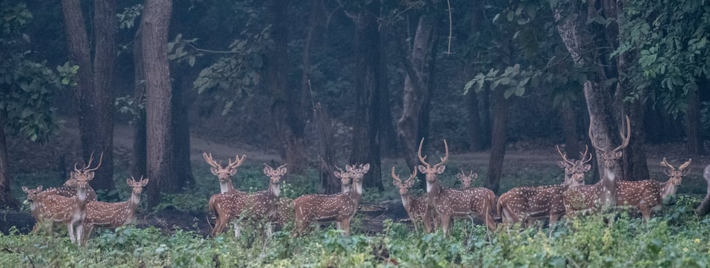 A herd of Spotted deers in a forest. Often found in big herds, they find security in numbers. 
