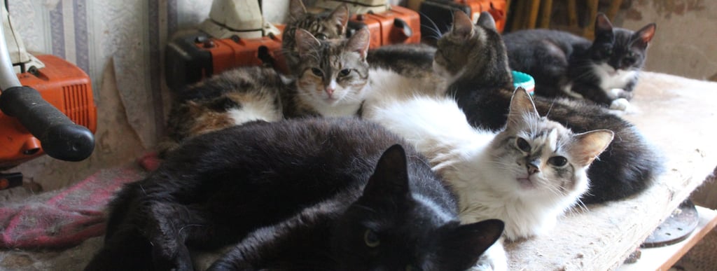 Cats at our temporary safe-house