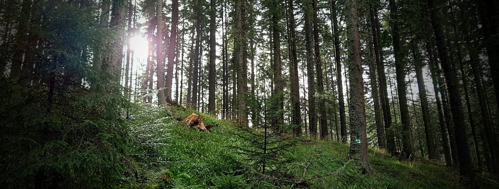 padure neumblata cu soare stralucind printre copaci