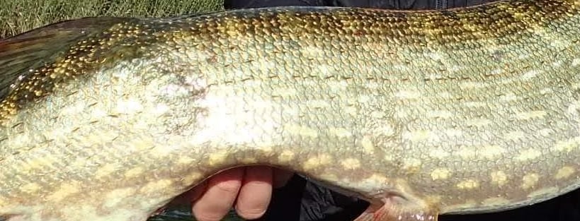 un homme a pêché un brochet en suède, gros plan sur la ligne latérale du brochet.