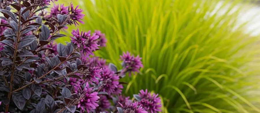 Loropetalo y carex de fondo en jardín moderno