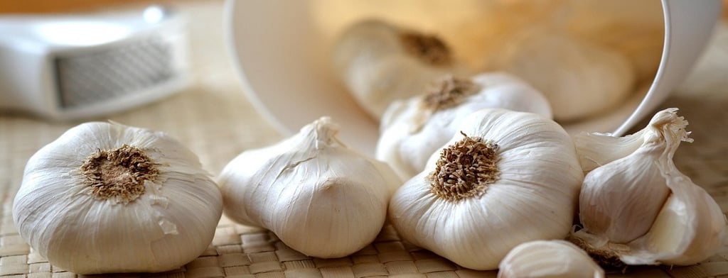 Garlic