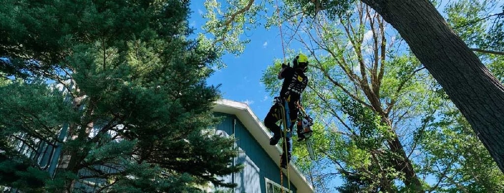 Cambium Tree Solutions arborist climbing a cottonwood tree in Grand Junction.