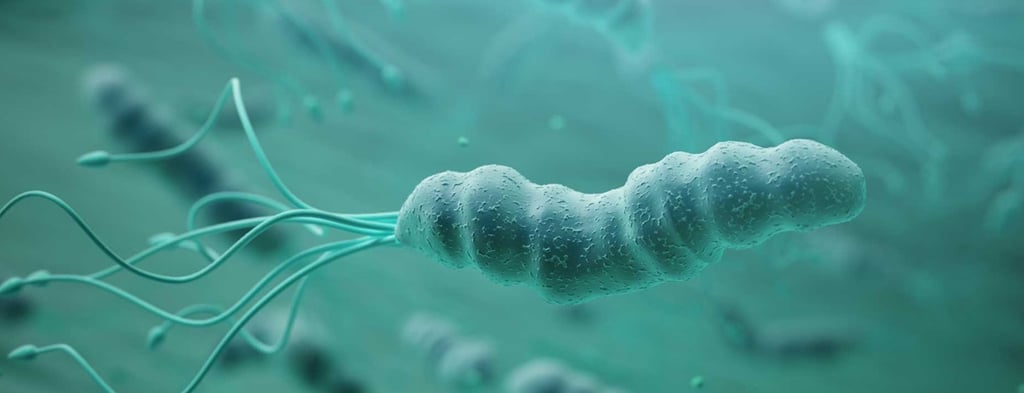 h. pylori