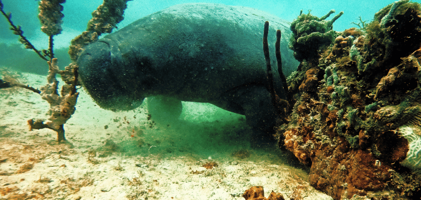 manatee en Bayahibe