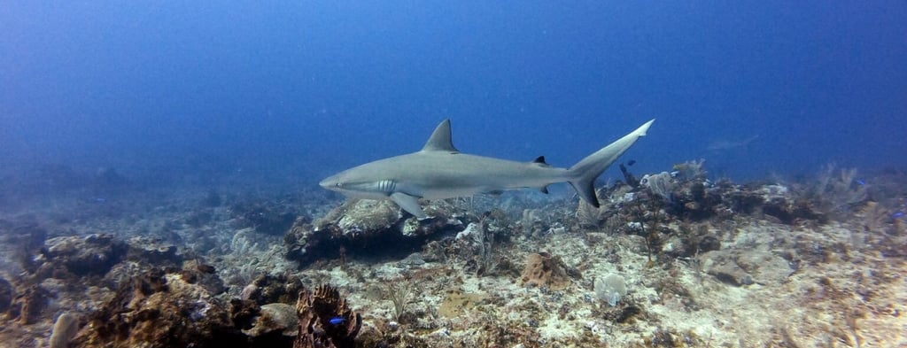 buceo con tiburones en Punta Cana