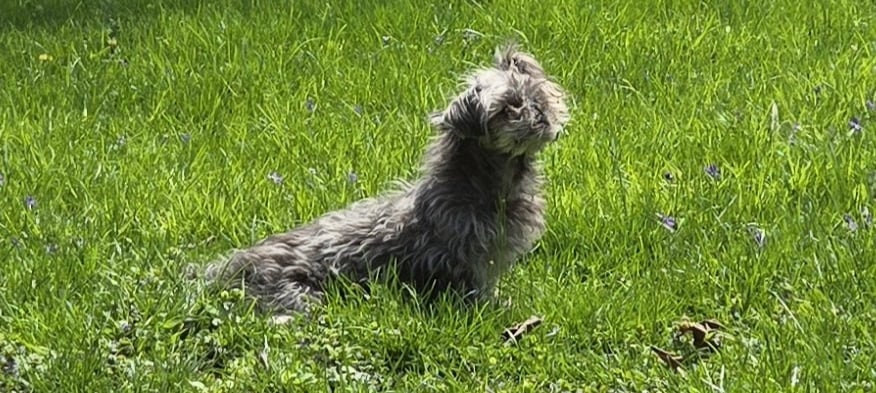 Pandora, an elderly gray shih tzu, sitting in grass and basking in the sun.