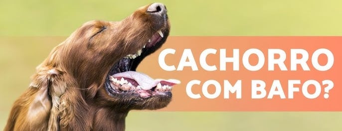 Bafo de cachorro