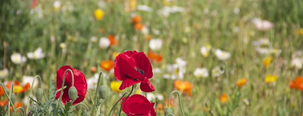 Fiori estivi