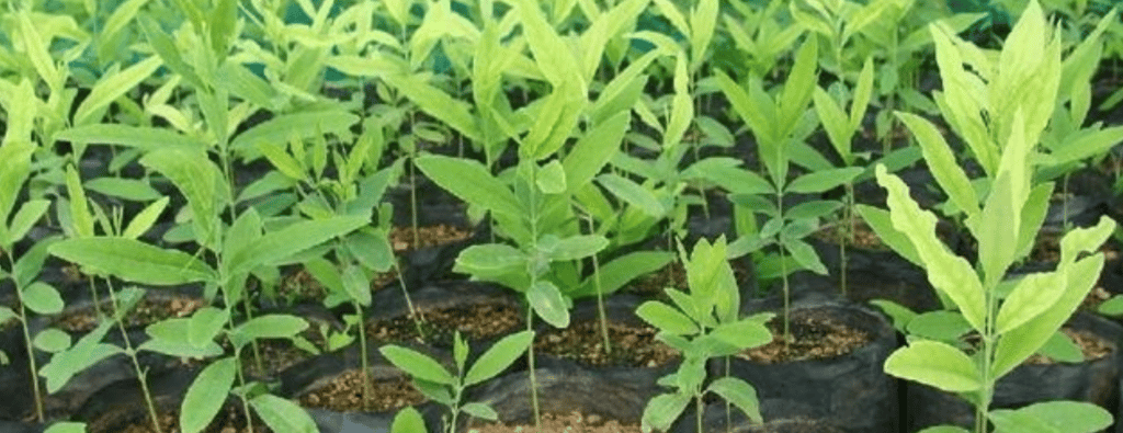 a bunch of plants that are growing in a potted plant