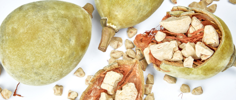 De la pulpe de baobab dans des cosses de fruits de baobab