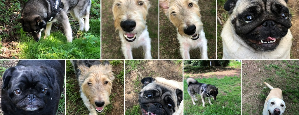 été 2023 à la pension canine de Lesmel en images