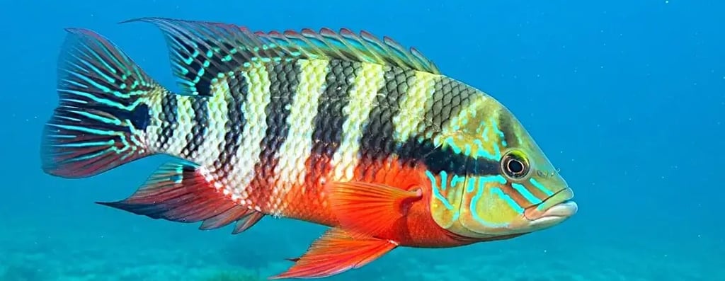 peixe-tilapia-colorida-fundo-rio-imagem-tipo-webp.