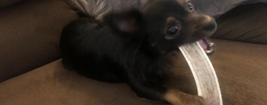 a dog eating a split elk antler on a couch
