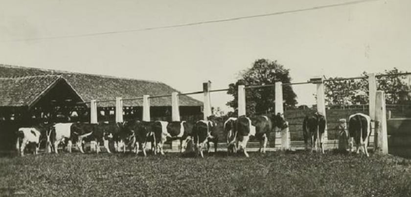 pertenakan sapi baru ajak