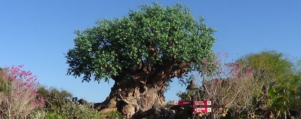Tree of Life- Disney's Animal Kingdom
