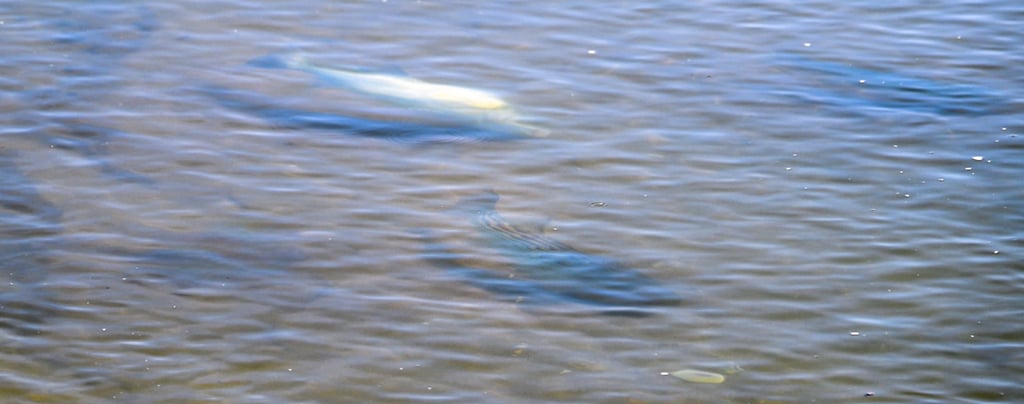 flats fishing long island