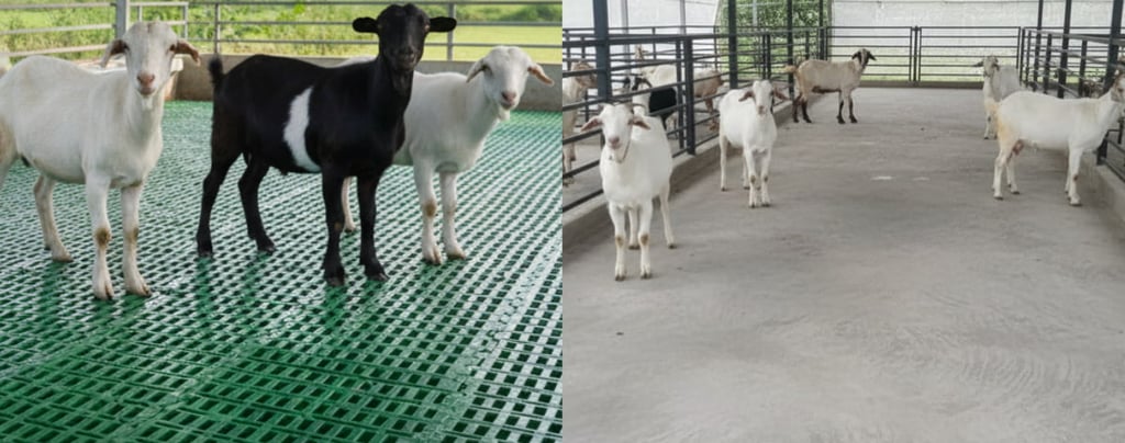 Image showing diffrence between  cement floor goat farm and plastic slatted flooring goat farm.