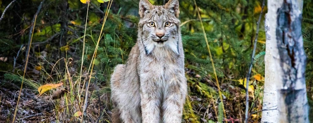 A lynx