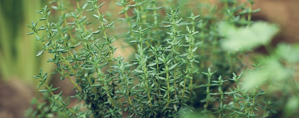 thym plante herbes
