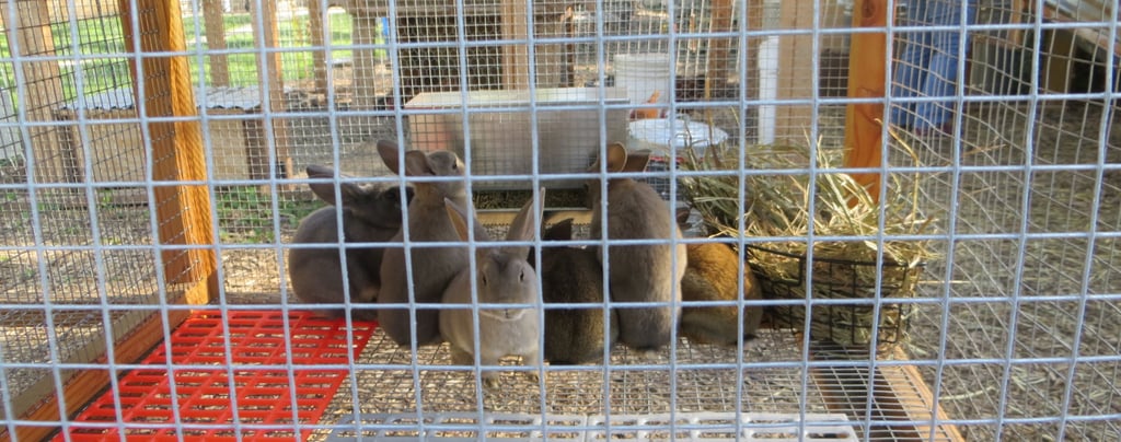Rabbits in the Tractor