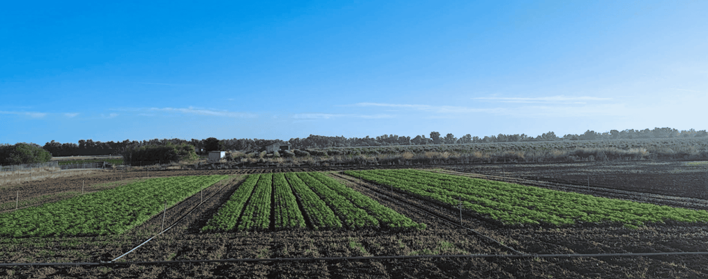 An image of a hemp field in Extremadura, Spain