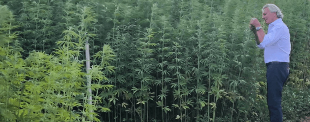 A man inspecting a crop of industrial hemp