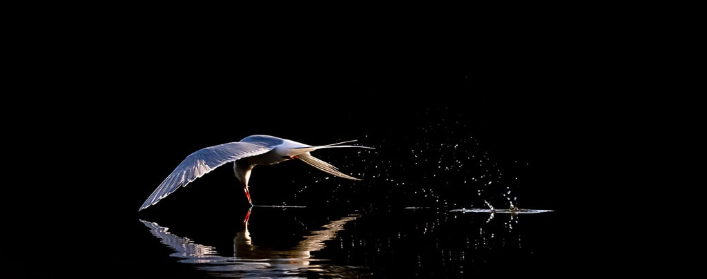 luontokuva kalatiira studio naava arian luontokuva