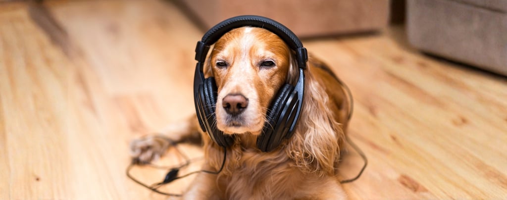 Tu perro mascota con cascos de música escuchando una canción personalizada de Musycol.