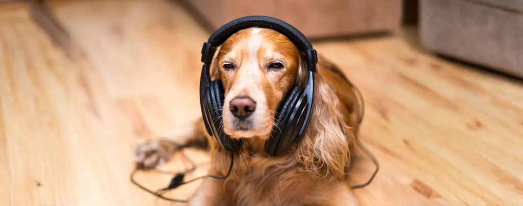 Tu perro mascota con cascos de música escuchando una canción personalizada de Musycol.