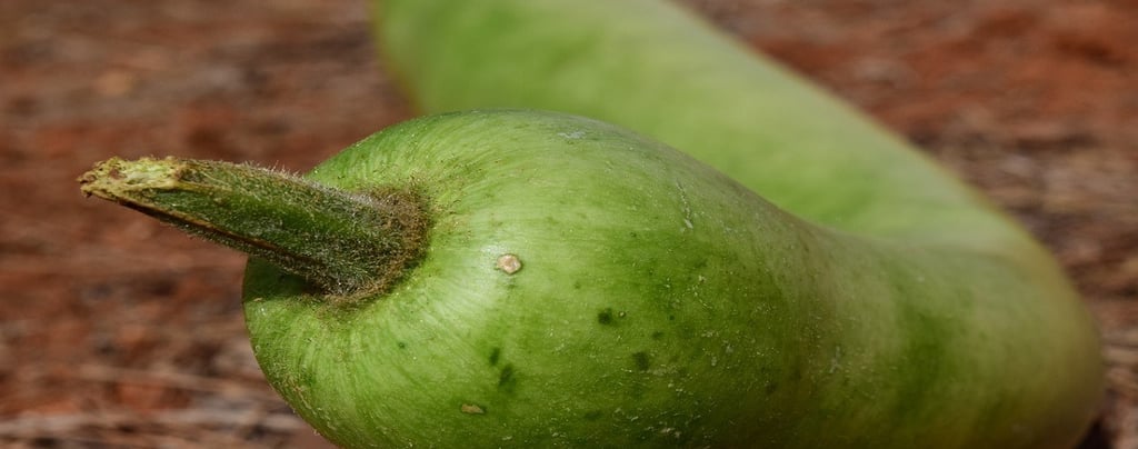 Bottle Gourd