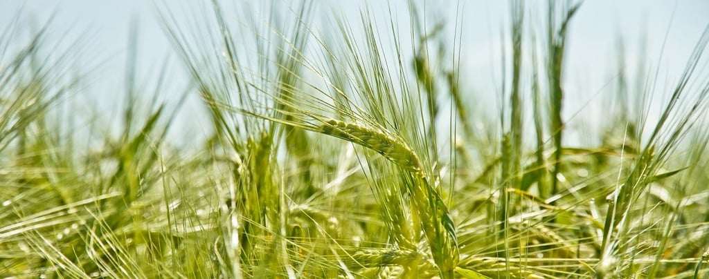 Teff