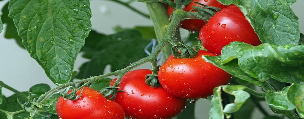 Tomatoes on the Plant