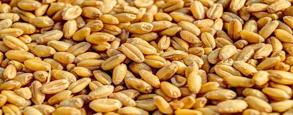 Wheat 