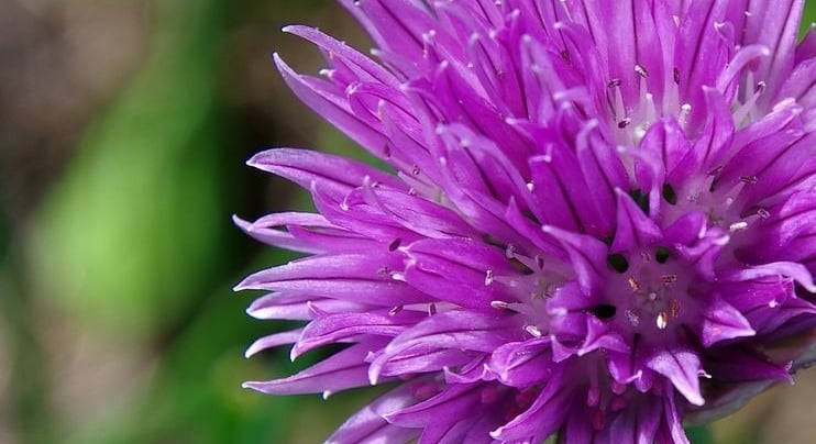 Chive flower head a vibrant pink purple, The delicate purple flowers are edible and make a fabulous edible salad decoration